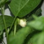 White_eggplant