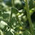 Tobacco_hornworm