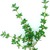 Thyme_thymus_thracious-1.small