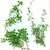 Thyme_thymus_praecox_articus-1.small