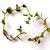 Thyme_thymus_pulegoides_oregano-1.small