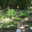 Garden2_2010