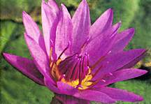 Water Lily, 'Jack Wood' (Day Blooming Tropical)