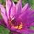 Tropical Water Lilies: Nymphaea 'Jack Wood'