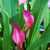 Calla_lilies_zantedeschia_rehmannii-1.small