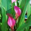 pink calla