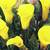 Calla_lilies_zantedeschia_elliottiana-1.small