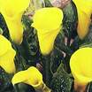 golden calla