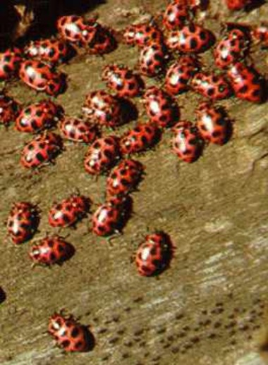 Ladybugs