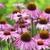 Echinaceapurpurea_small