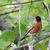 American_robin