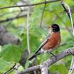 American_robin