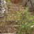 Rock_stairs_from_bottom