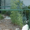 Tomato_fort.thumb