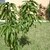 11010_mango_tree_1_