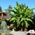 Bananas_fall_2010_4.small