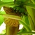 Bananas_fall_2010_3.small