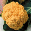 Cauliflower-chedder