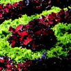 Fall-veg-1