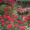 Img_0654_edited-1