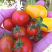 Ripe-tomatoes