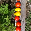 Tomato-line