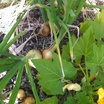 Garden-onions