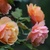 _about_face_grandiflora_3.small