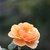 _about_face_grandiflora_1.small