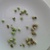 Nasturtium-seeds
