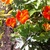 Photo_8_