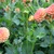 Dahlias: Dahlia 'Amber Queen'