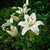 Lilies_lilium_navona-1.medium.small