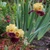 Fall_garden_color_1.small