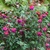 Fall_garden_color_2.small
