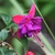 Fall_garden_color_3.small