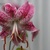 Fall_garden_color_4.small
