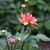 Fall_garden_color_5.small