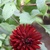 Fall_garden_color_6.small