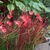 Fall_garden_color_7.small