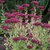 Fall_garden_color_8.small