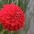 Fall_garden_color_11.small