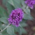 Fall_garden_color_9.small