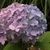 Fall_garden_color_10.small