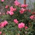 Fall_garden_color_12.small