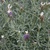Fall_garden_color_13.small