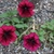 Fall_garden_color_14.small
