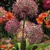 Cut Flowers & Flower Arranging