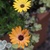 Fall_garden_color_15.small