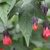 Fall_garden_color_16.small